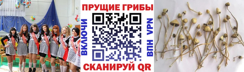 Галлюциногенные грибы прущие грибы  Купить закладки  Стародуб 